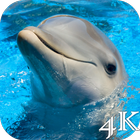 Dolphins 4K Live Wallpaper ikon