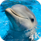 Dolphins 4K Live Wallpaper আইকন