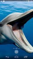 Dolphins 4K Live Wallpaper Cartaz