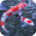 Koi 3D Live Wallpaper أيقونة