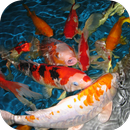 Koi Live Wallpaper APK