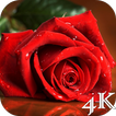 ”Red Rose 4K Live Wallpaper