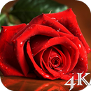 Red Rose 4K Live Wallpaper APK