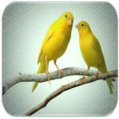 Canary sounds APK download