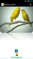 sons Canaries Affiche