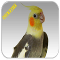 Cockatiel sounds