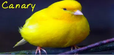 Canary singing