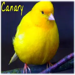 Canary singing