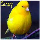 chant canari icône