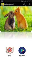 پوستر Rabbit sounds