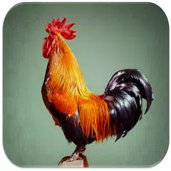 Rooster Sounds APK Herunterladen