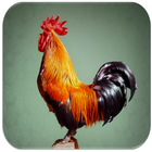Rooster sounds icon
