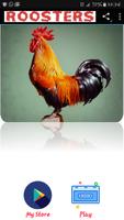 Rooster sounds poster