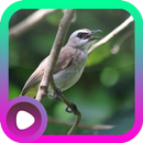 Suara Burung Trucukan APK