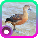 Suara Burung Belibis APK