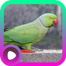 Suara Burung Betet APK