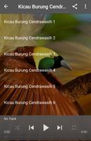 Kicau Burung Cendrawasih captura de pantalla 3