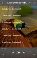 Kicau Burung Cendrawasih تصوير الشاشة 3