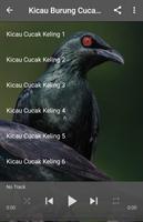 Suara Burung Cucak Keling captura de pantalla 1