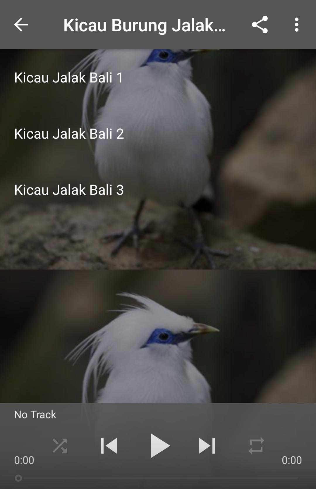 Kicau Burung Jalak Bali For Android Apk Download