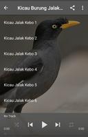 Suara Burung Jalak Kebo poster