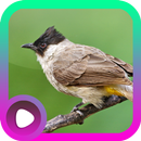 Suara Burung Kutilang APK