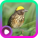 Suara Burung Manyar APK