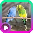Icona Suara Burung Parkit