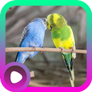 Suara Burung Parkit APK