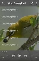 Kicau Burung Pleci poster