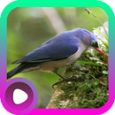 Suara Burung Rambatan APK