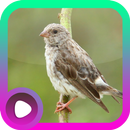 Suara Burung Sanger APK