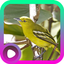 Suara Burung Sirtu APK