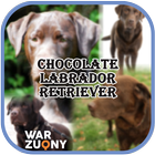 Chocolate Labrador Retriever Collection 图标