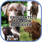 Chocolate Labrador Retriever Collection icon