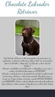 Chocolate Labrador Retriever Collection پوسٹر