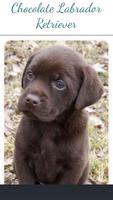 Chocolate Labrador Retriever Collection 截图 1