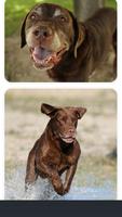 Chocolate Labrador Retriever Collection 截图 2