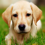 Labrador Dog icône