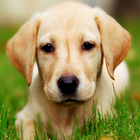 Labrador Dog 图标