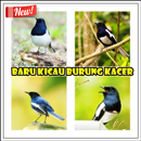 Baru Kicau Burung Kacer aplikacja