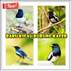 Baru Kicau Burung Kacer icon