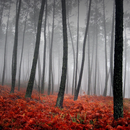 Automne Nature Wallpapers APK