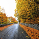 Autumn Forest Wallpapers APK