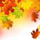 ikon Autumn Leaves Wallpaper