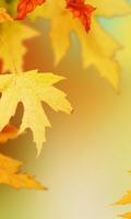 Autumn Leaves Wallpapers Affiche