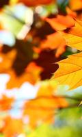 Autumn Leaves Wallpapers capture d'écran 1