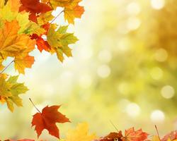 Autumn Leaves Wallpapers اسکرین شاٹ 3