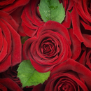 Red Roses Fonds d'écran APK