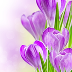 Frühlings-Blumen-Themen Zeichen